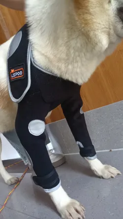 Anti-Lick Elbow Sleeves for Dogs review Lohgb 01