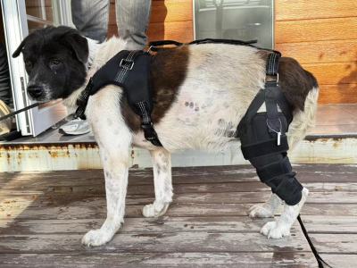 Dog Torn Acl Brace review