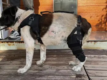 Dog Torn Acl Brace review Alhgng 02