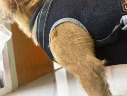 Dog Lift Harness with Handle review Wejna 02