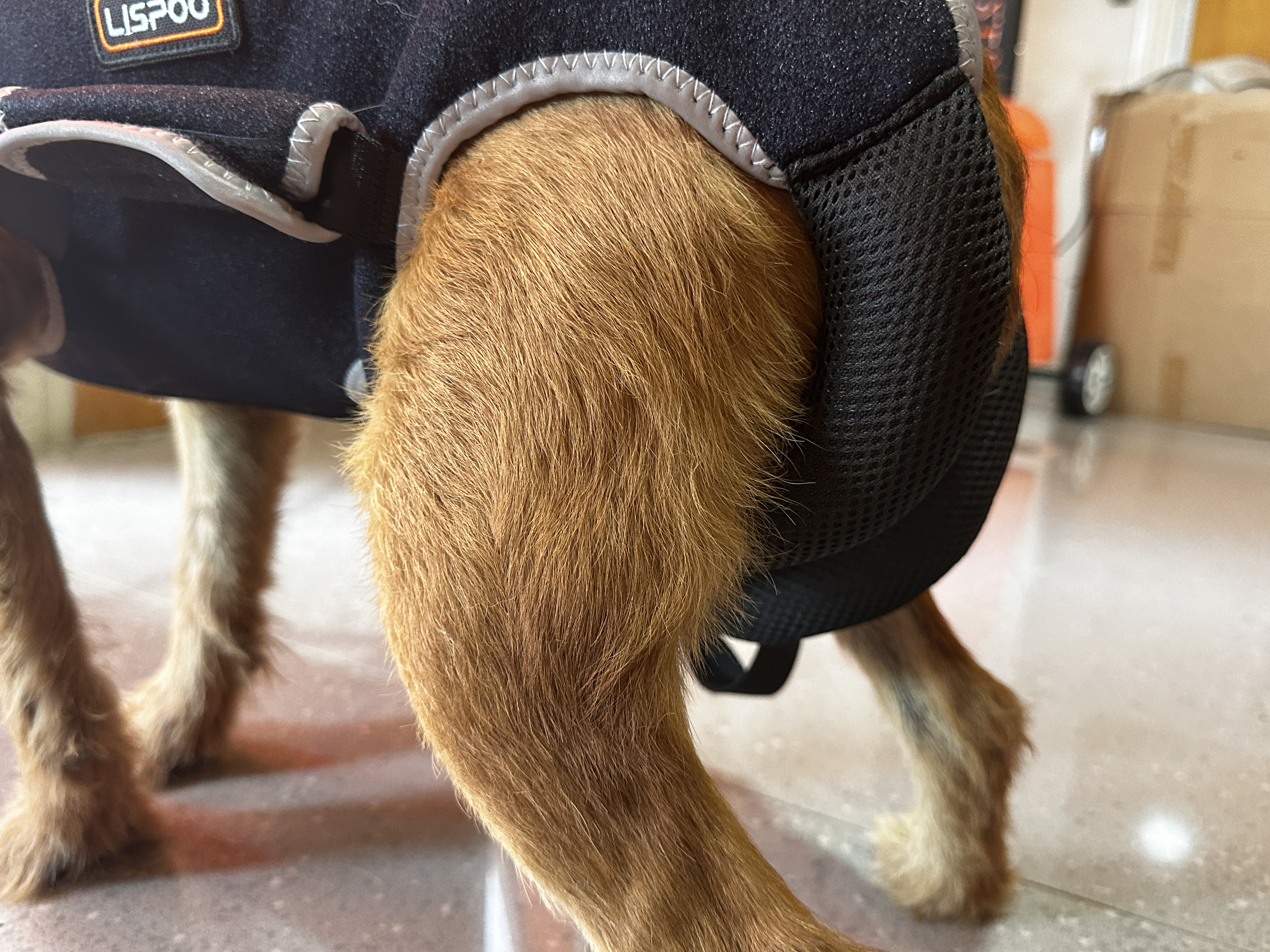 Dog Lift Harness with Handle review Wejna 03