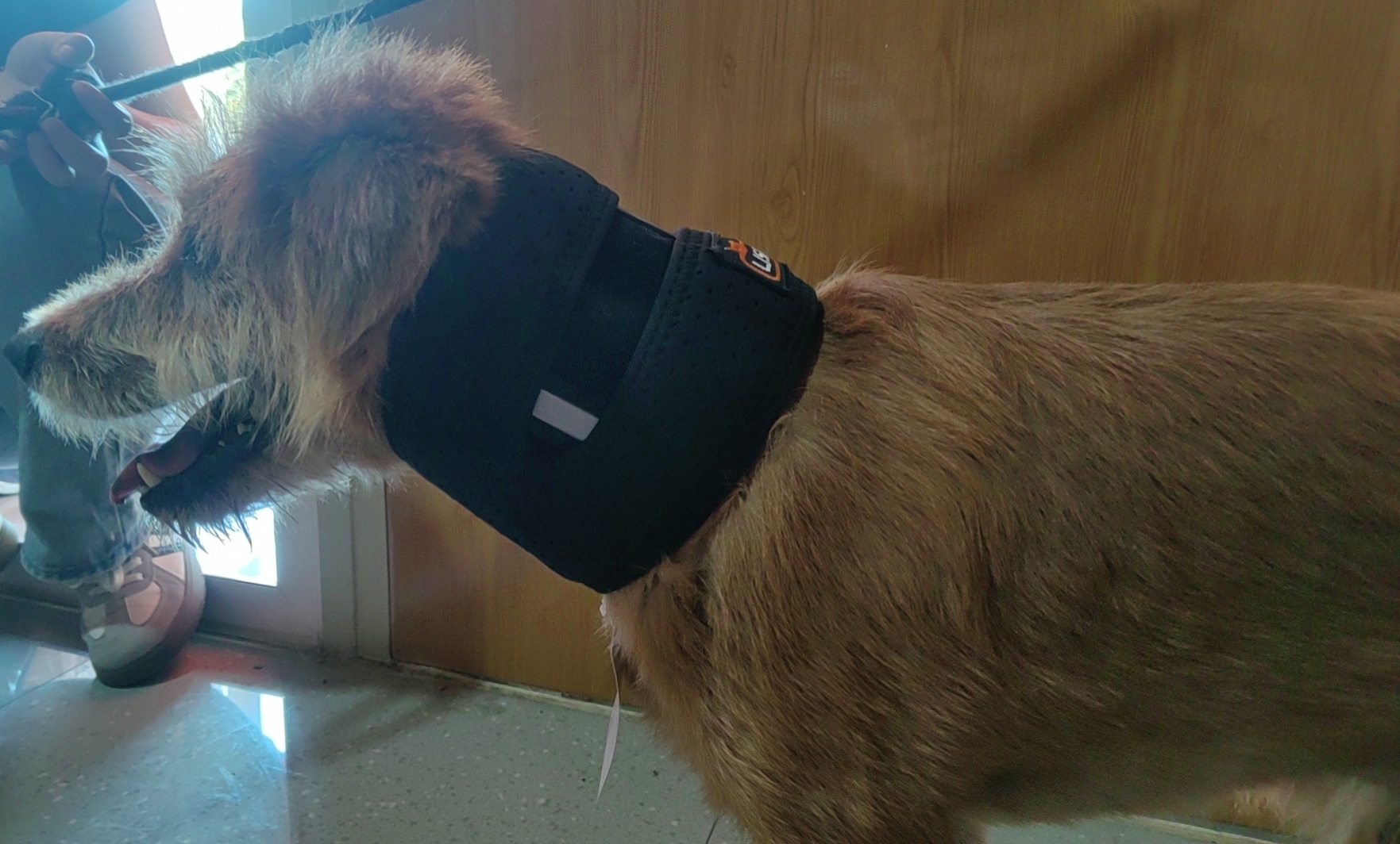 Dog Neck Brace for Dogs Neck Pain review Ouhg 02