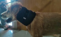 Dog Neck Brace for Dogs Neck Pain review 1