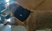 Dog Neck Brace for Dogs Neck Pain review 1