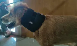 Dog Neck Brace for Dogs Neck Pain review Ouhg 02