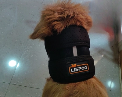 Dog Neck Brace for Dogs Neck Pain review 