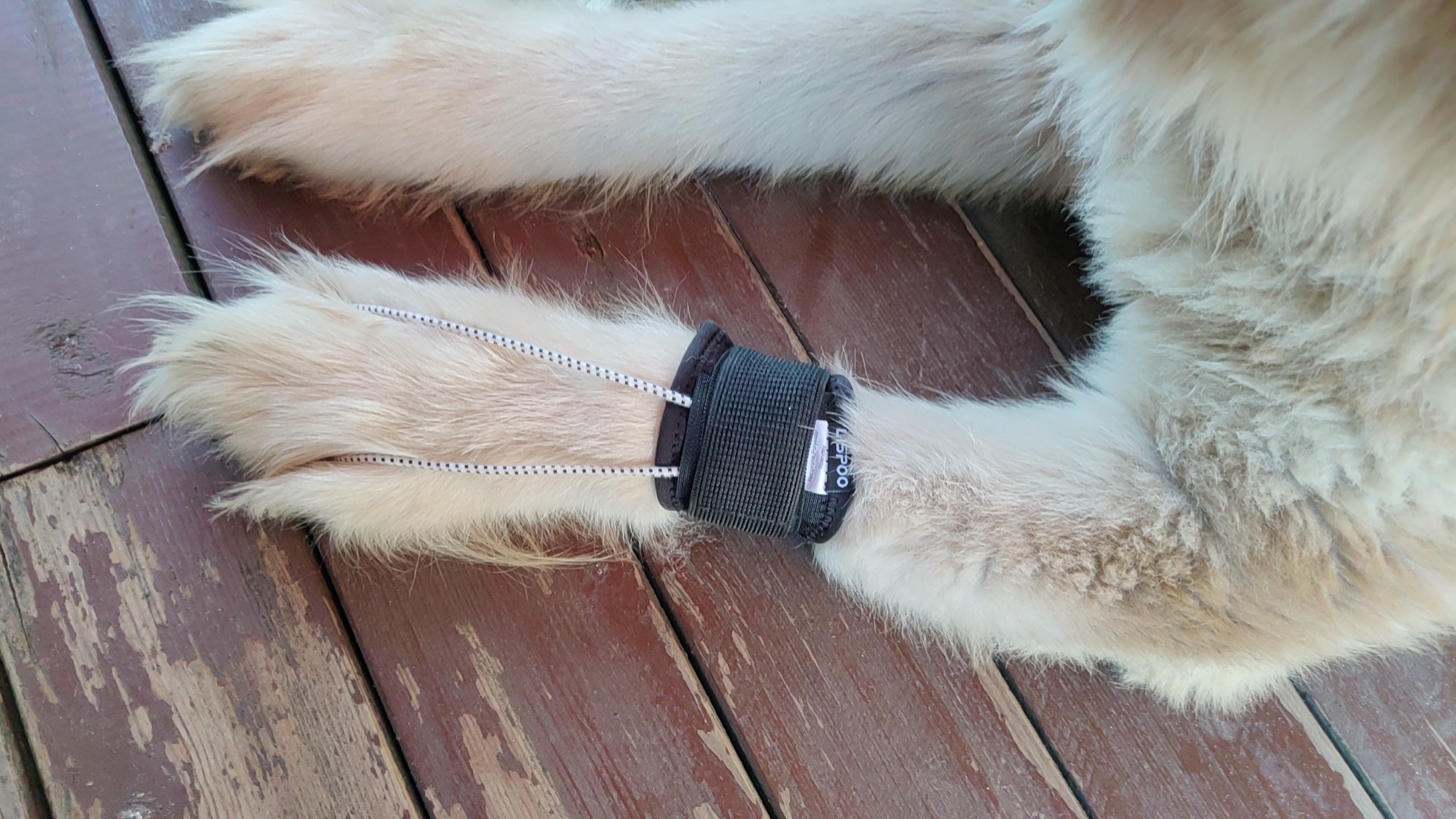 Dog No-Knuckling Brace review Lijhng 01