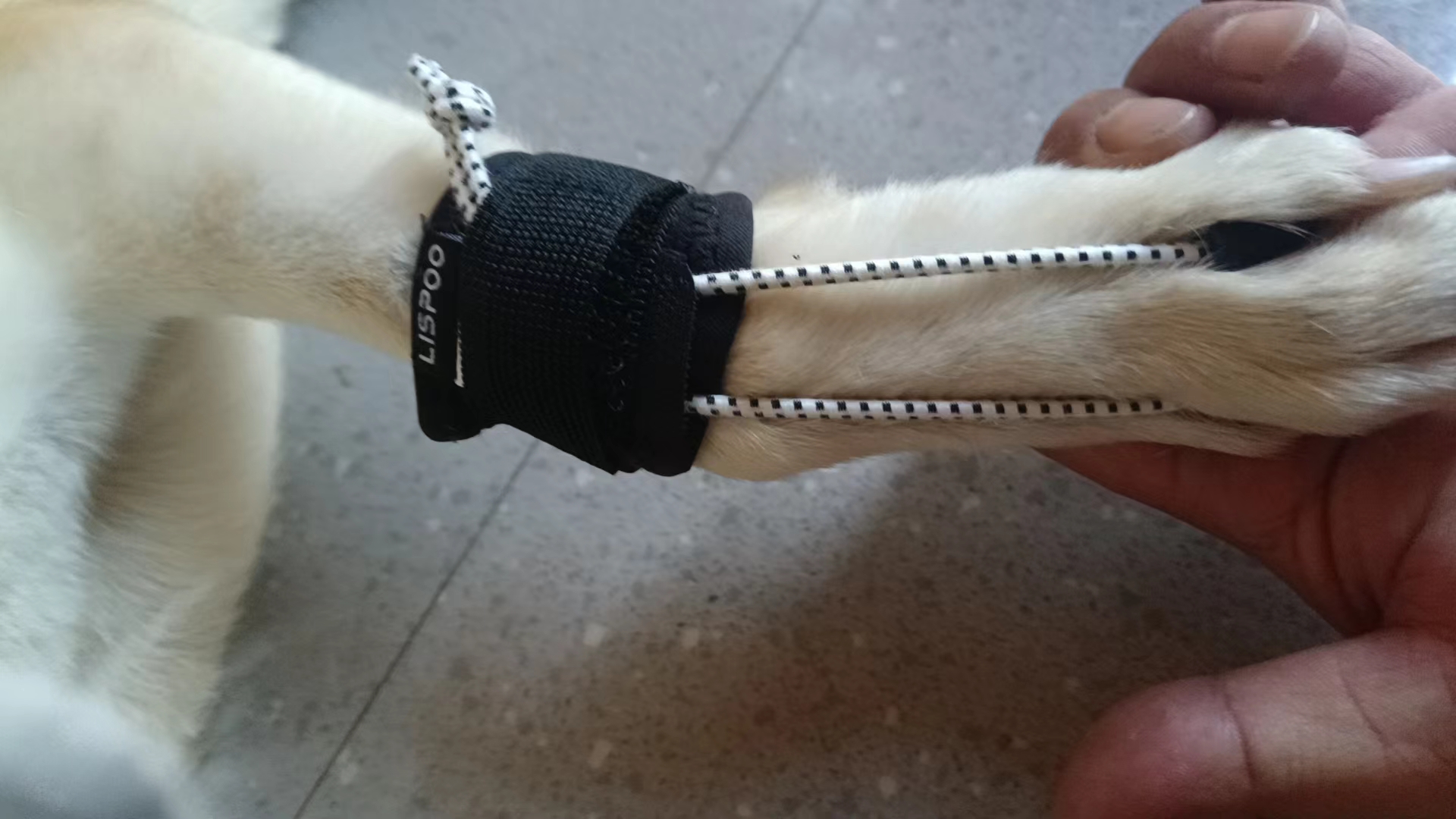 Dog No-Knuckling Brace review Lijhng 02