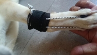 Dog No-Knuckling Brace review 1