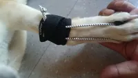 Dog No-Knuckling Brace review 1
