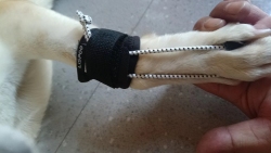 Dog No-Knuckling Brace review Lijhng 02