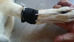 Dog No-Knuckling Brace review Lijhng 02