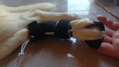 Rear No Knuckling Training Sock For Dogs review