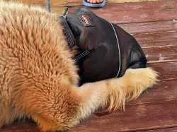 Field Guard Head Protector for Dogs review Anner 01