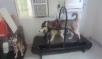 Dog Treadmill for Medium and Large Dogs review Kathy