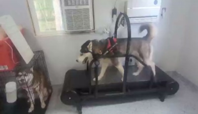 Dog Treadmill for Medium and Large Dogs review 