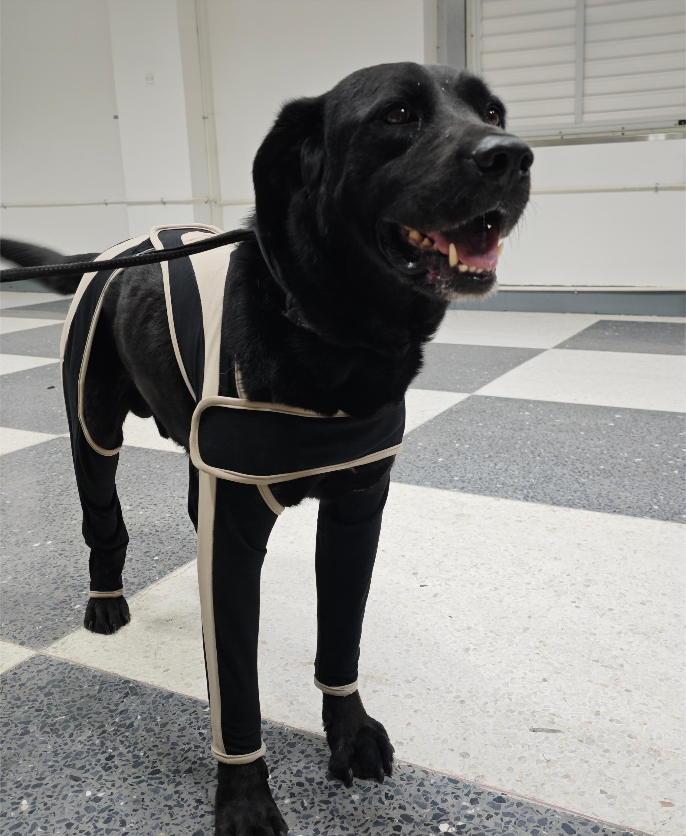 Licking Sleeve for Dogs review Hirsch 01