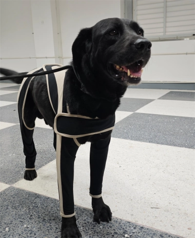 Licking Sleeve for Dogs review 