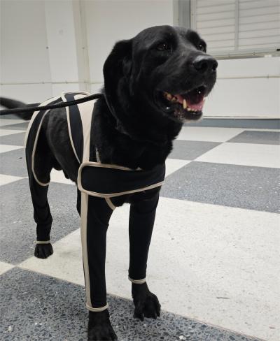 Licking Sleeve for Dogs review