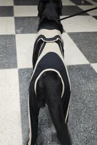 Licking Sleeve for Dogs review 2