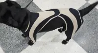Licking Sleeve for Dogs review 3
