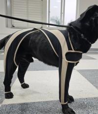 Licking Sleeve for Dogs review 1