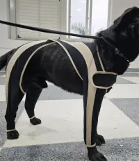 Licking Sleeve for Dogs review 1
