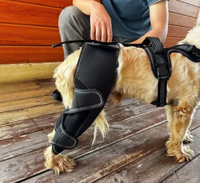 Dog Knee Brace for Back Leg Torn CCL review 