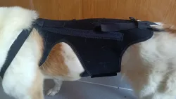 Lightweight Dog IVDD Back Brace  review Longhj 01