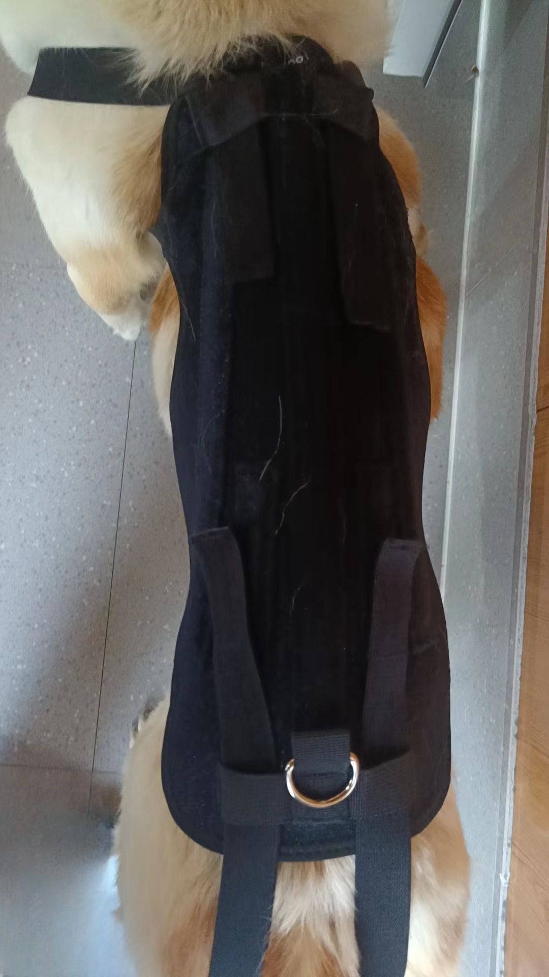 Lightweight Dog IVDD Back Brace  review Longhj 02