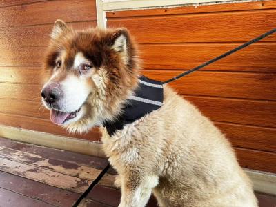 Dog Neck Support Brace review