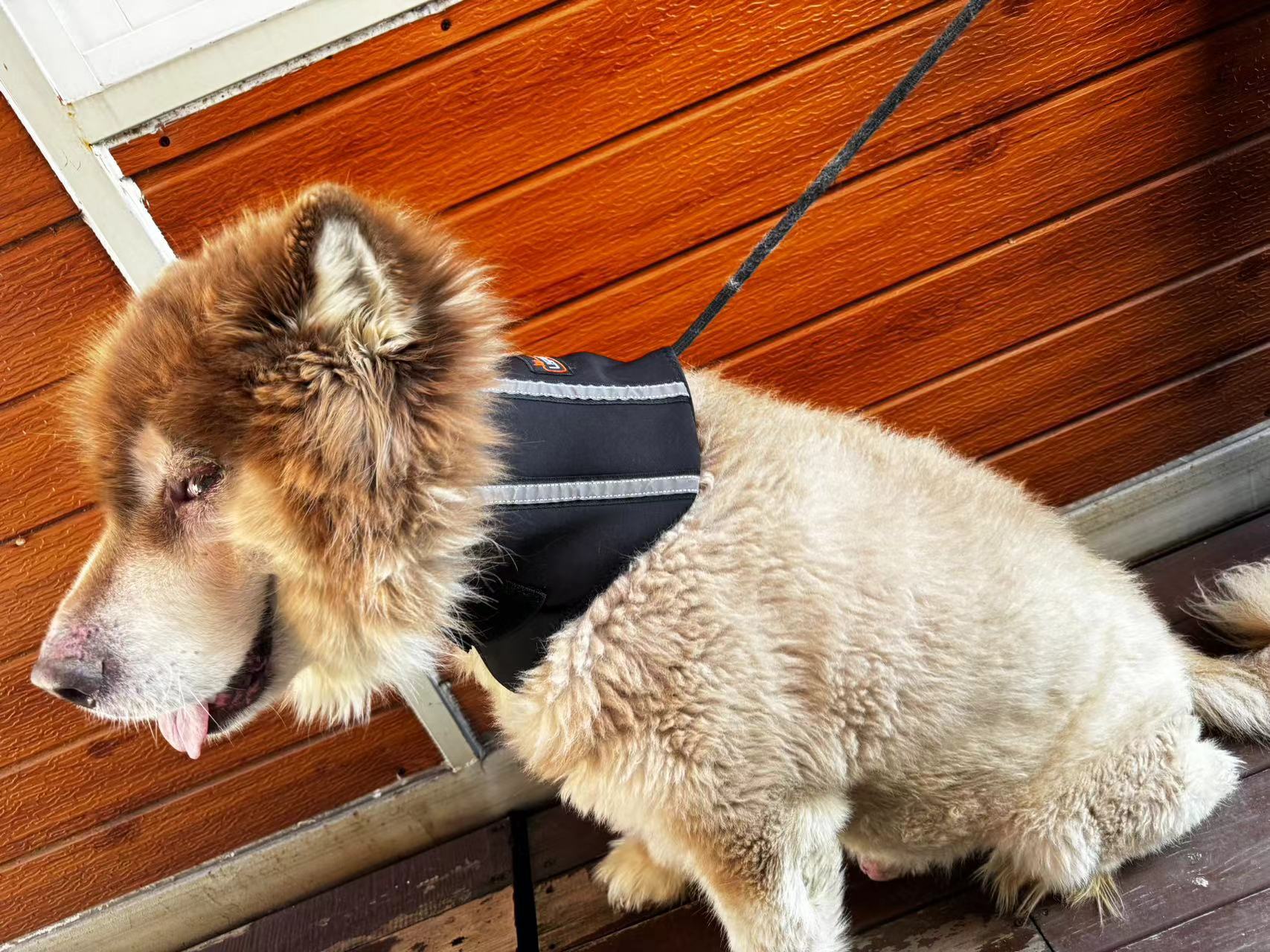 Dog Neck Support Brace review Xhjihn 02