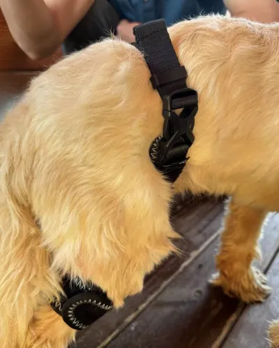 Dog Hip Brace for Hind Leg review 
