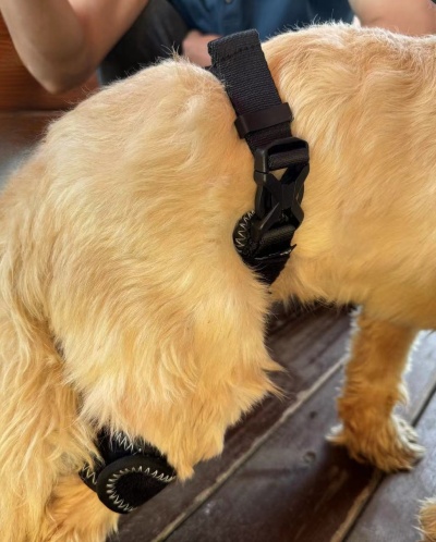 Dog Hip Brace for Hind Leg review