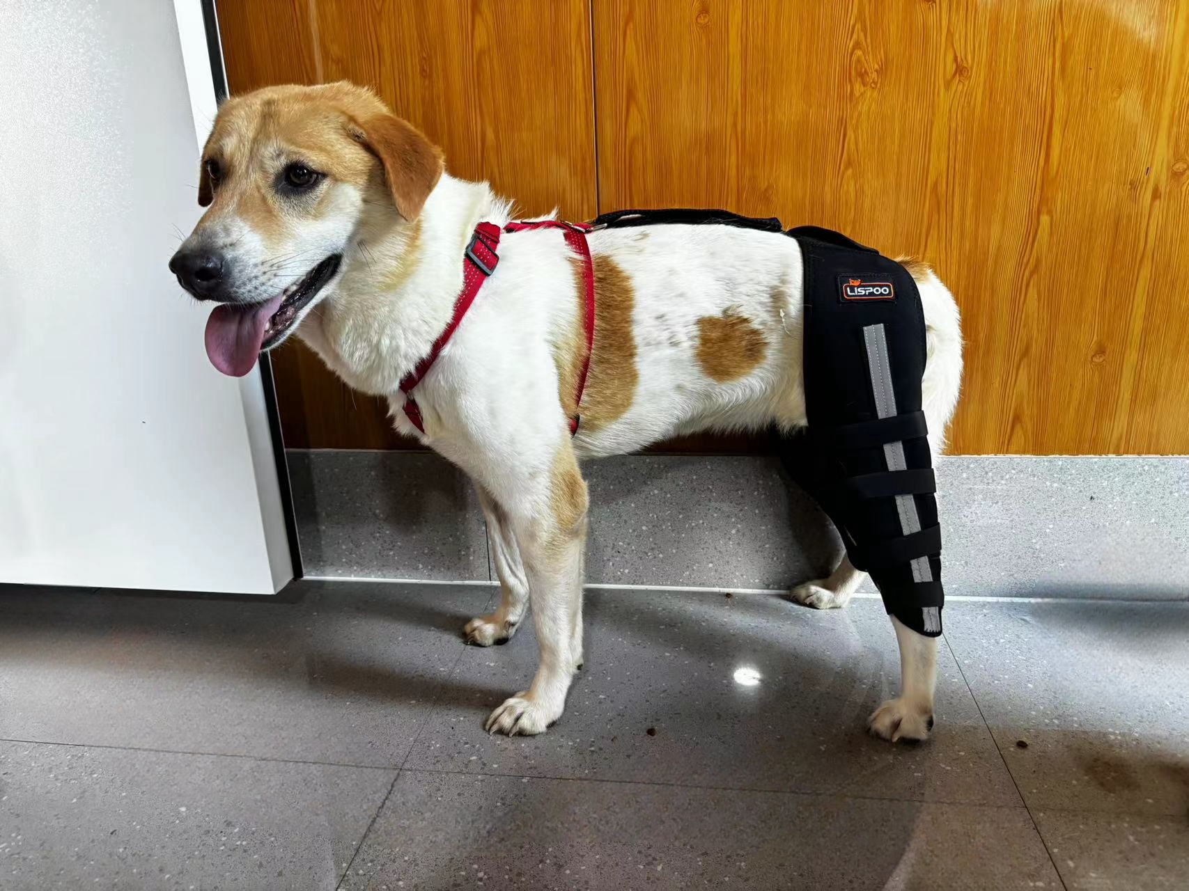 Luxating Patella Dog Knee Brace review Lonhyjl 01