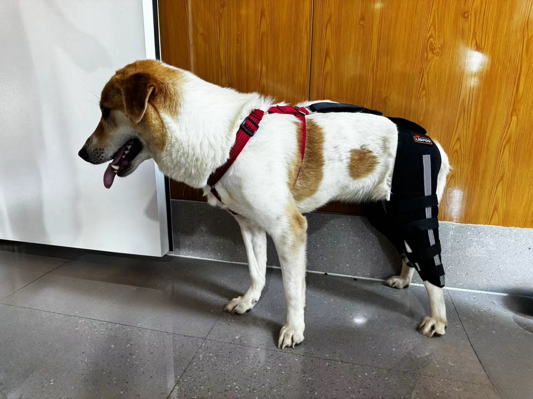 Luxating Patella Dog Knee Brace review Lonhyjl 02