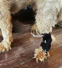 Rear No Knuckling Training Sock For Dogs review 0