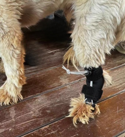 Rear No Knuckling Training Sock For Dogs review