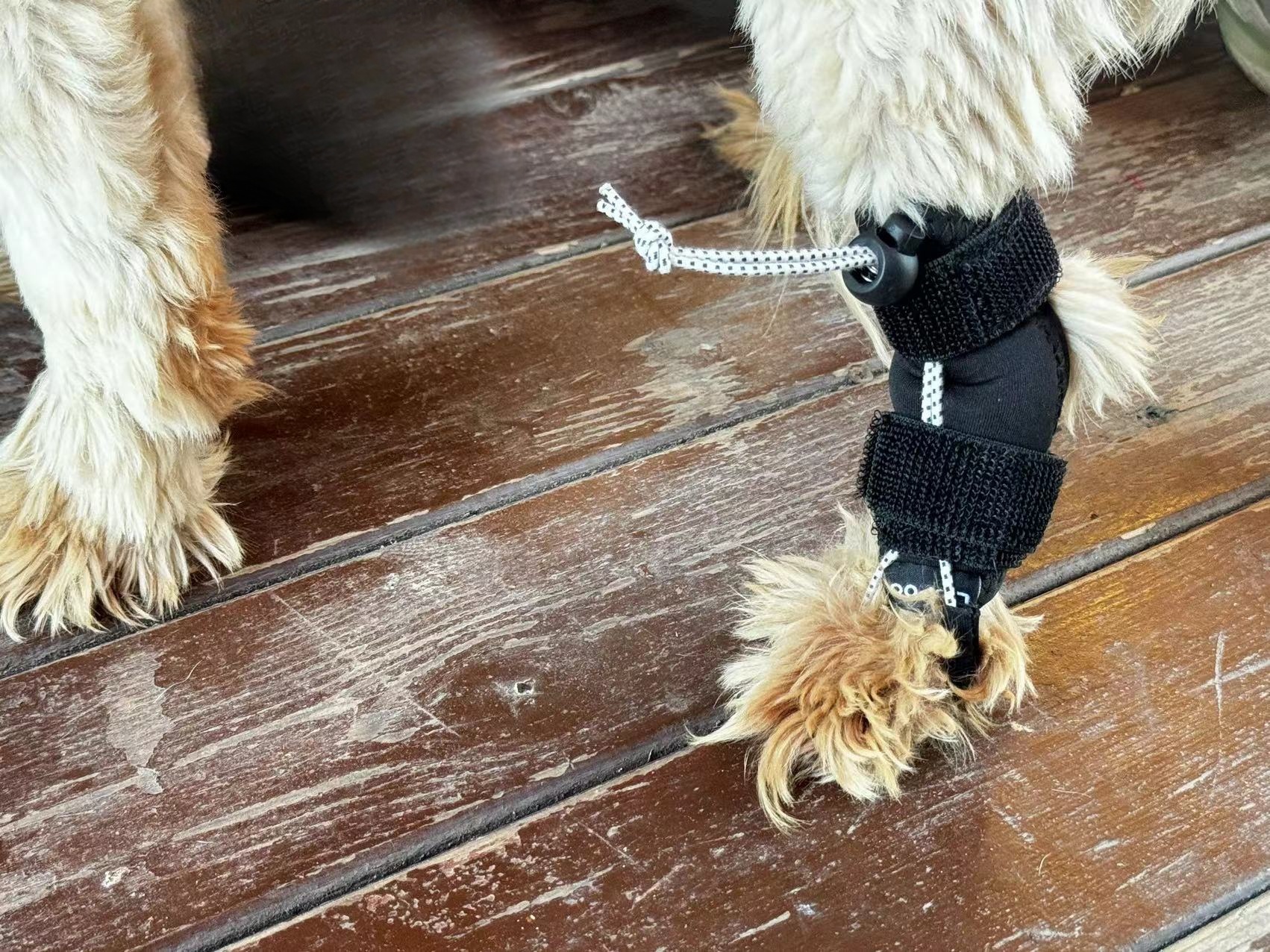 Rear No Knuckling Training Sock For Dogs review Kujt 02