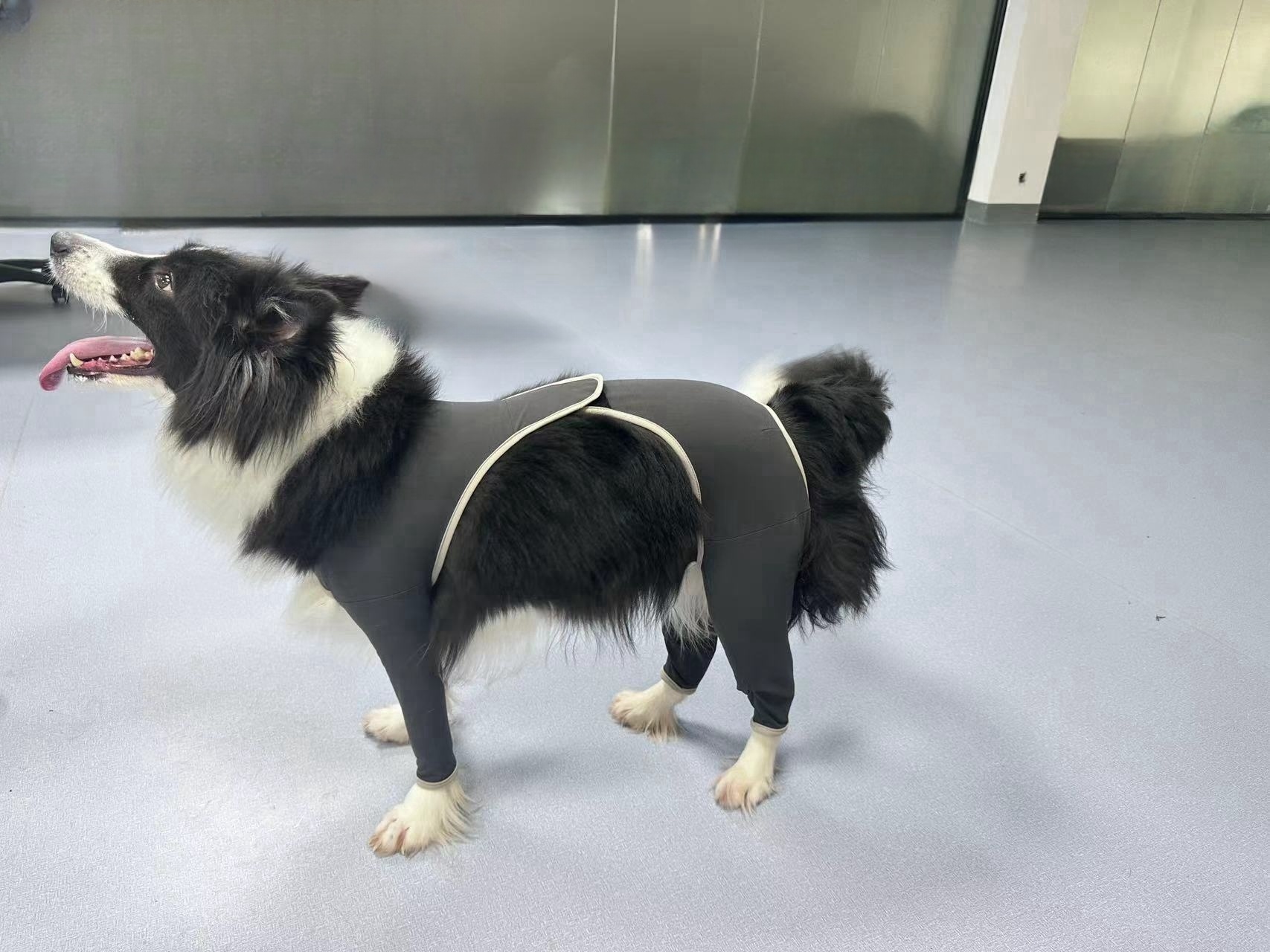 Anti Licking Full Body Dog Suit review Lihjkt