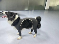 Anti Licking Full Body Dog Suit review 0