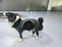 Anti Licking Full Body Dog Suit review 0