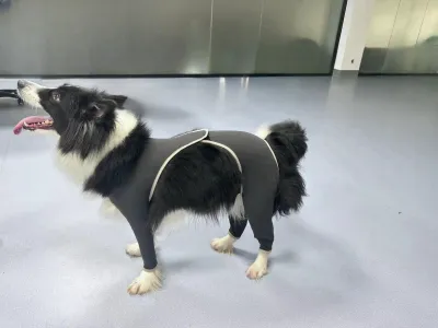 Anti Licking Full Body Dog Suit review 