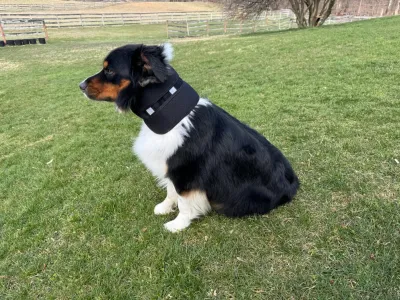 Dog Neck Brace for Dogs Neck Pain review 