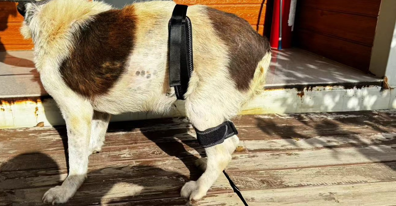 Dog Hip Brace for Hind Leg review Lijhy 01