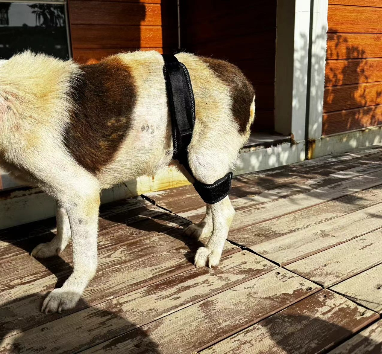 Dog Hip Brace for Hind Leg review Lijhy 02