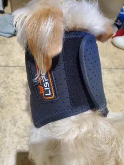 Dog Neck Brace for Dogs Neck Pain review Hing 01