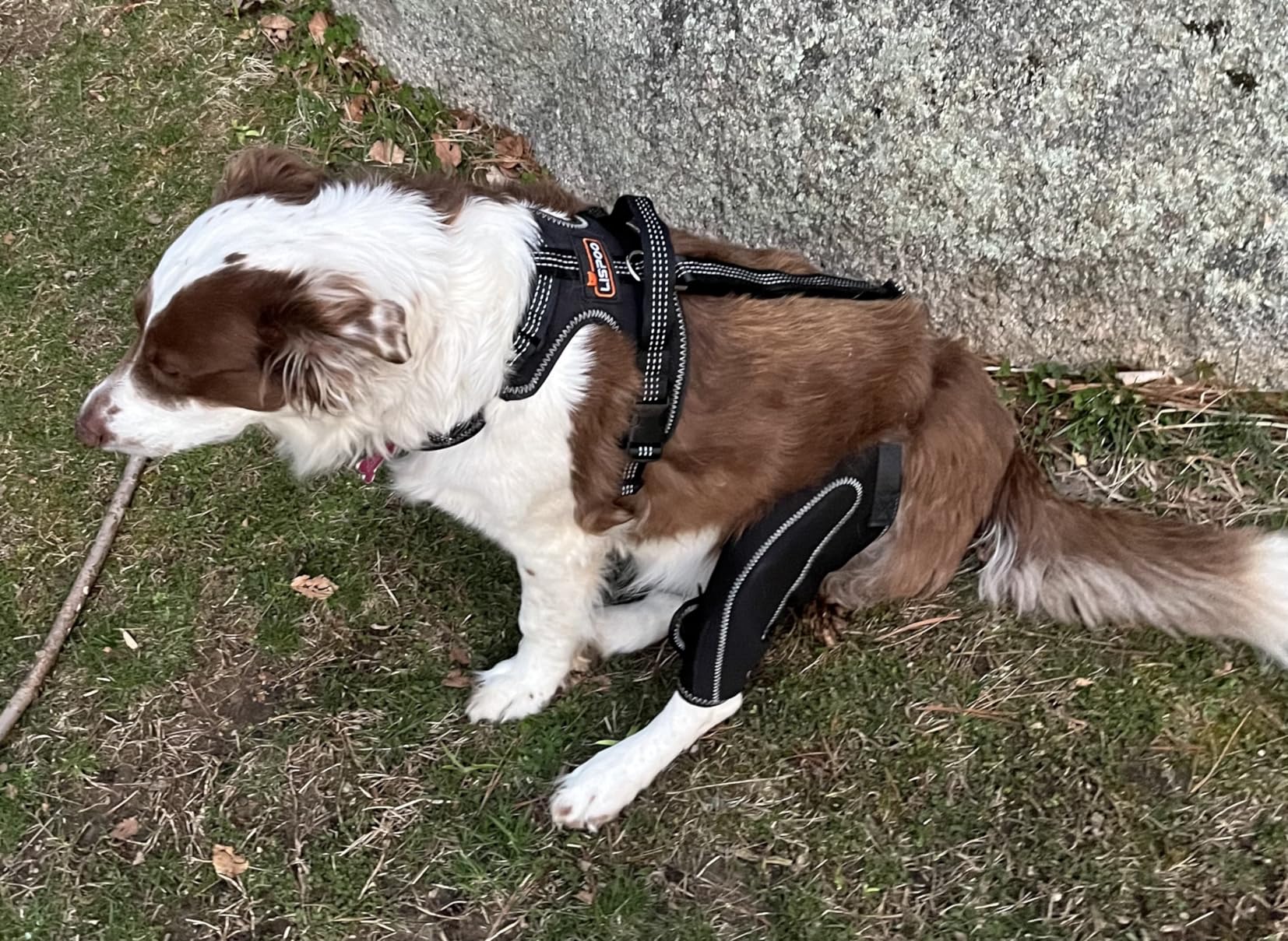 Dog Knee Brace with Metal Splint Hinge Support for ACL review Ahhdy