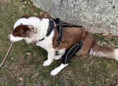 Dog Knee Brace with Metal Splint Hinge Support for ACL review 