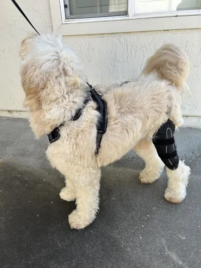 Dog Knee Brace for Torn Acl Hind Leg review 